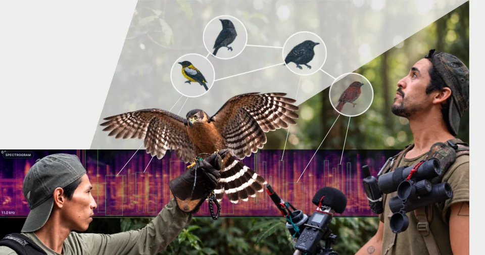 Supplied visual montage of a bird, field recording equipment, a spectrogram, and connected bird illustrations