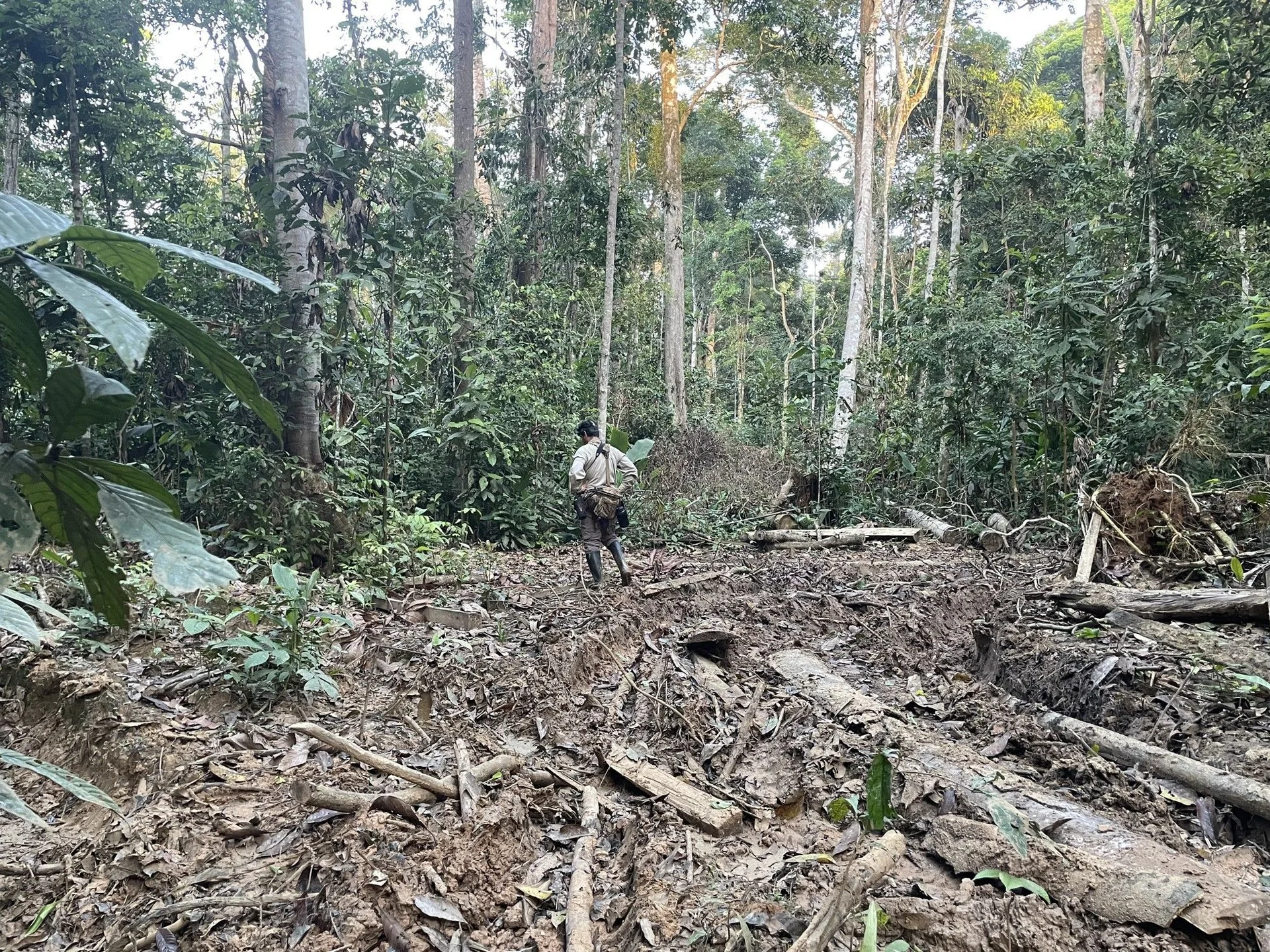 Felled trunks surrounded by forest vegetation